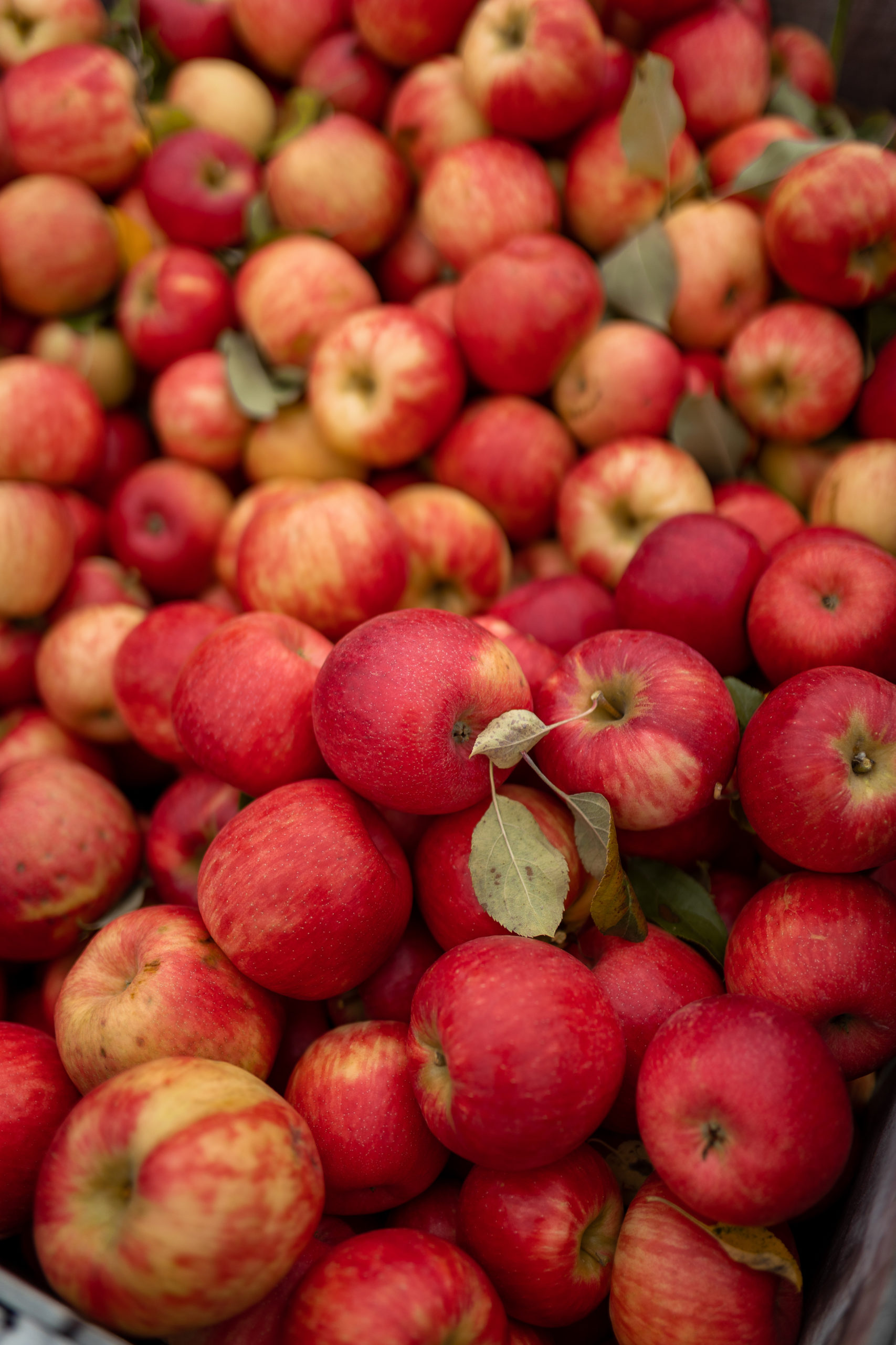 Apple Picking